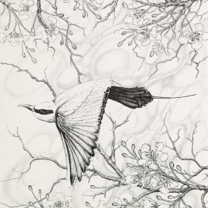 Through the Poinciana Flowers I